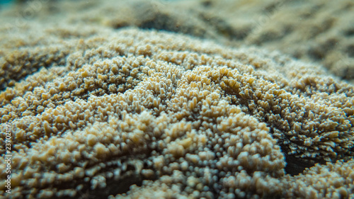 Obraz na plátně Coral Closeup