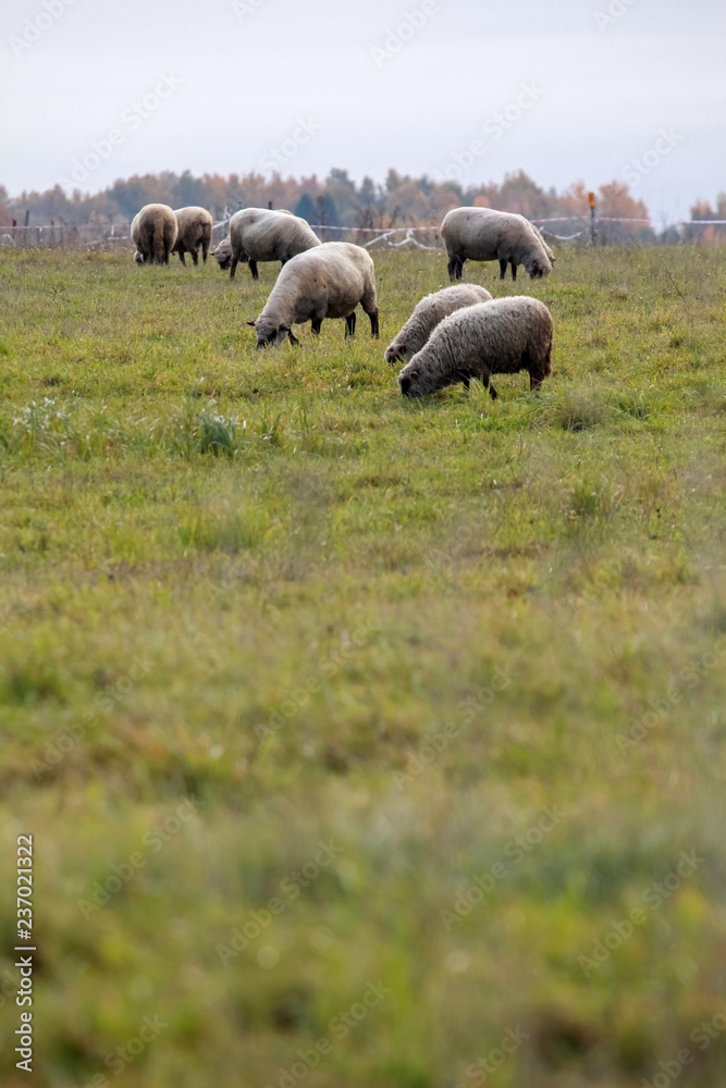 Sheep herd on meadow in summer season. Sheep herd on meadow in summer season.