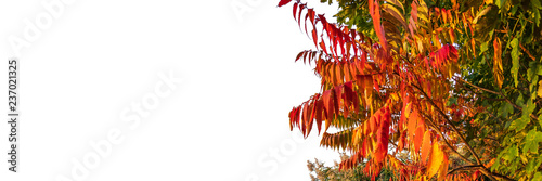 Colorful leaves and white background with space for text