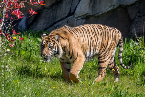 sumatran tiger