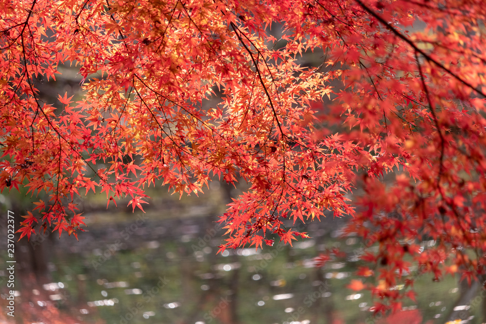 Autumn leaves of Chiba city, Chiba prefecture, Japan Autumn leaves of Chiba city, Chiba prefecture, Japan