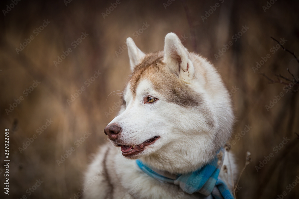 Profile Portrait of gorgeous and free dog breed siberian husky sitting in the blue checkered scarf in the field Profile Portrait of gorgeous and free dog breed siberian husky sitting in the blue checkered scarf in the field