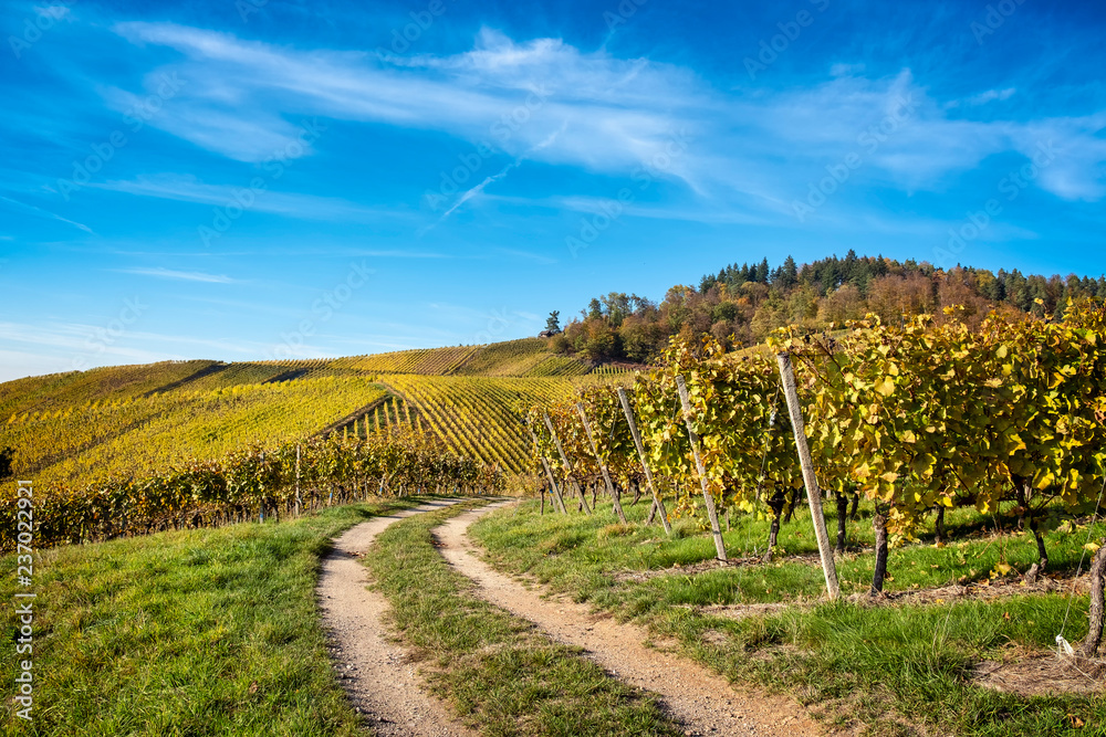 Path through vineyard in fall against blue sky