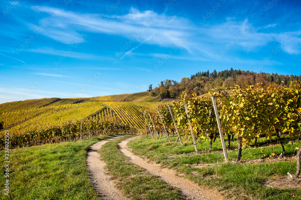 Φωτογραφία Path through vineyard in fall against blue sky