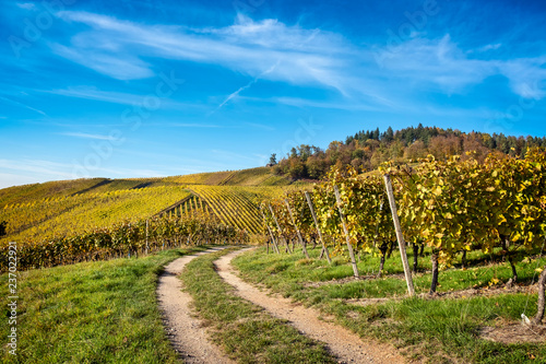 Path through vineyard in fall against blue sky