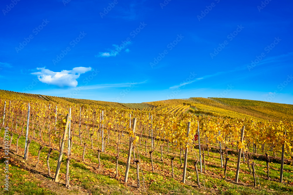 Autumn scenery in vineyard against blue sky