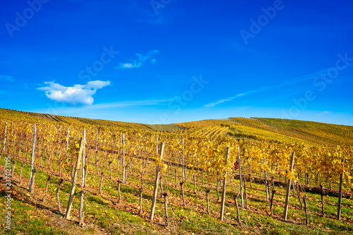 Autumn scenery in vineyard against blue sky
