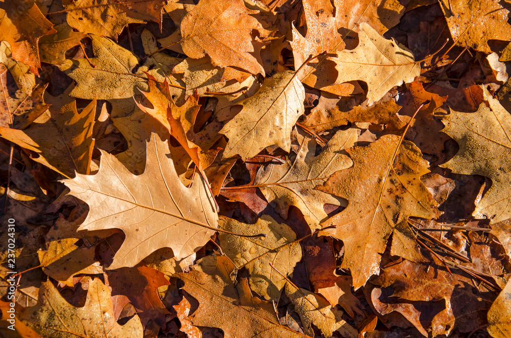 Brown oak leaves piled up on the forest floor in autumn