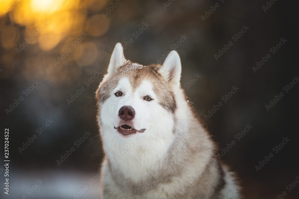 Close-up portrait of funny and beautiful siberian Husky dog sitting on the snow in winter forest at sunset