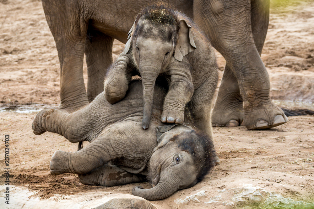 Foto asian elephant