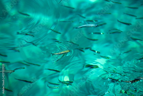 Small fish swimming in turquoise water.