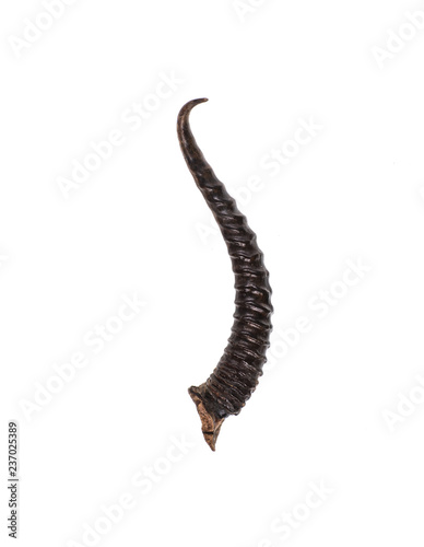 saiga horn,wild animal horn on white isolated background photo