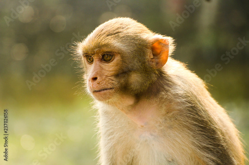 Sad baby Monkey © Asibur