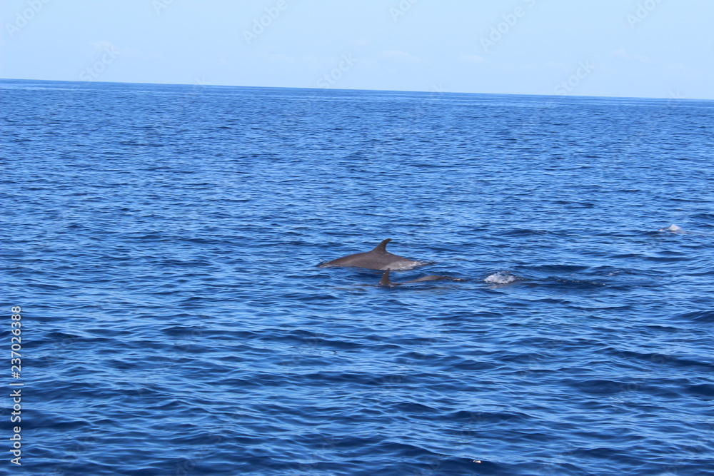 Obraz premium Dauphins en liberté dans les caraïbes