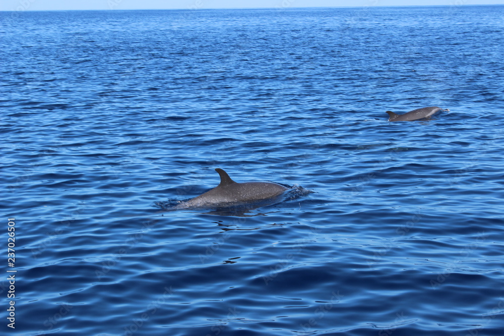 Fototapeta premium Dauphins en liberté dans les caraïbes