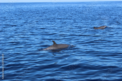 Dauphins en liberté dans les caraïbes