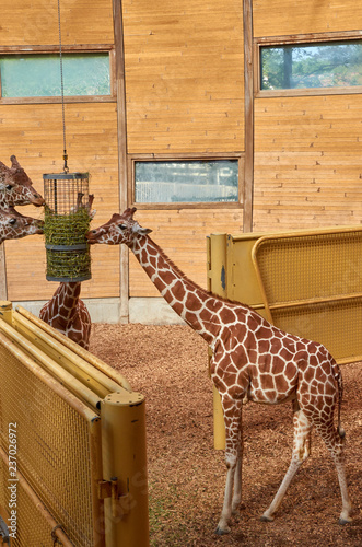 Photography giraffe in zoo