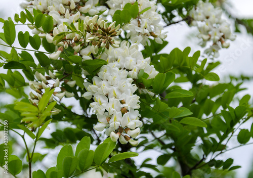 flowering acacia tree white
