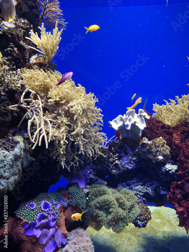 Fototapeta Naklejka Na Ścianę i Meble -  Many fish, anemonsand sea creatures, plants and corals under water near the seabed with sand and stones in blue and purple colors seascapes, views, sea life
