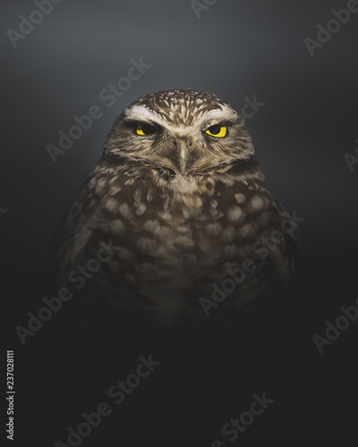 Grumpy Burrowing Owl Waking Up in the Middle of the Night - Portrait Crop