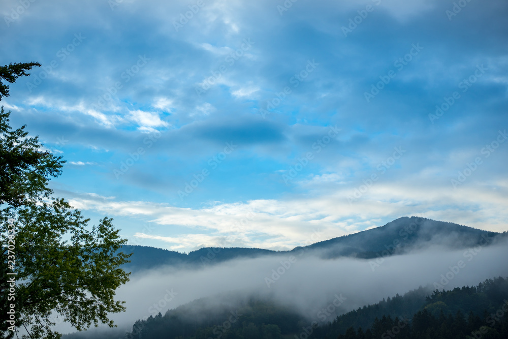 Germany, Blue hour early morning atmosphere in fog covered black forest nature landscape