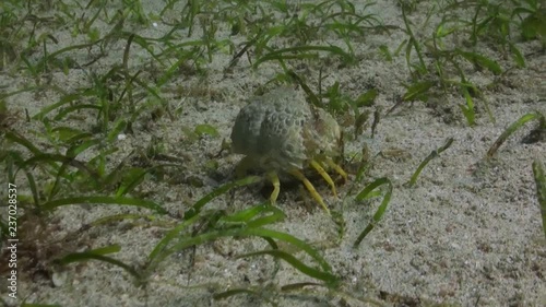 Box Crab (Calappa convexa) Chased By Leopard Flounder (Bothus pantherinus) photo