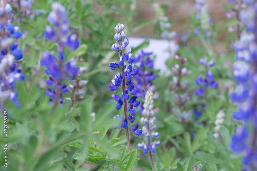 Attractive purple lupine (lupinus) on garden Attractive purple lupine (lupinus) on garden