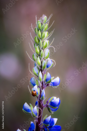 Ladybug feeding on a purple lupine (lupinus)