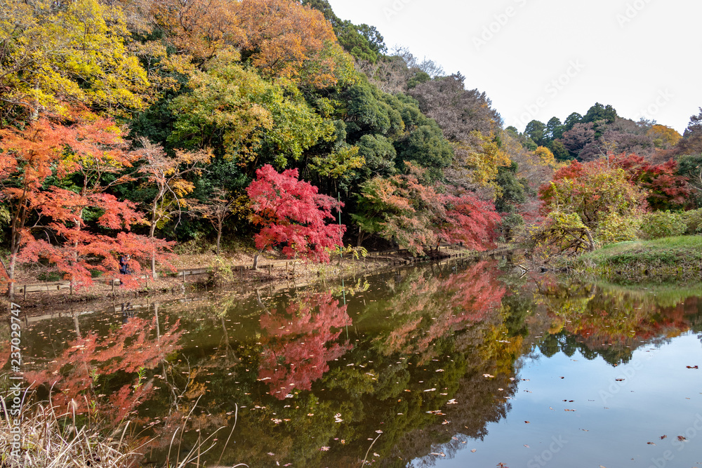 Autumn leaves of Chiba city, Chiba prefecture, Japan Autumn leaves of Chiba city, Chiba prefecture, Japan