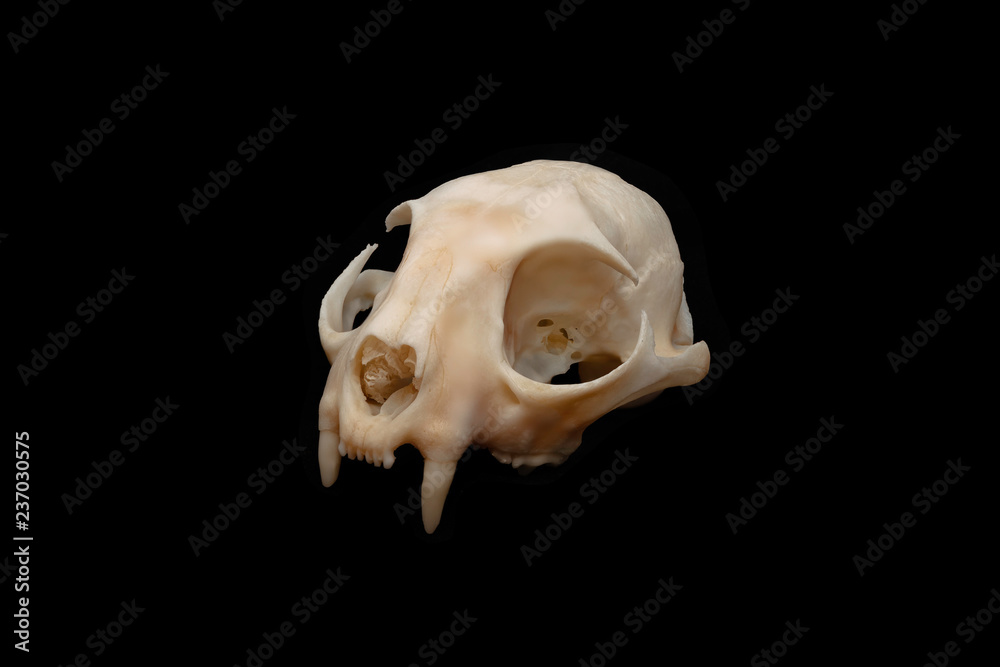 A bobcat skull shot against an isolated black background A bobcat skull shot against an isolated black background