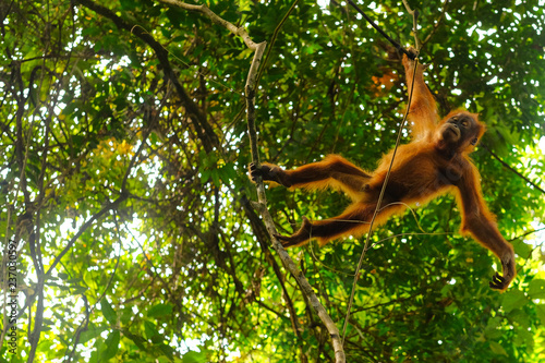 Orangutan jumping