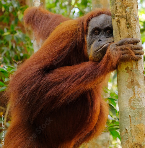 Funny orangutan posing
