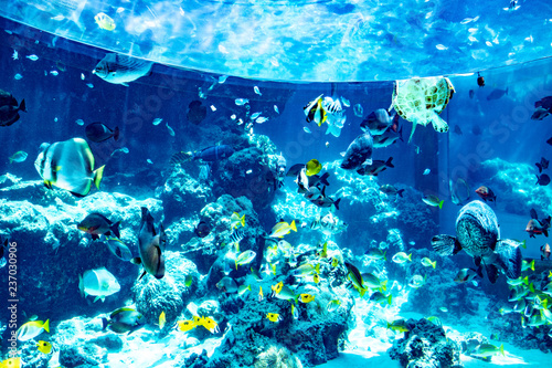 Fototapeta Naklejka Na Ścianę i Meble -  サンゴ礁に住む魚たち
