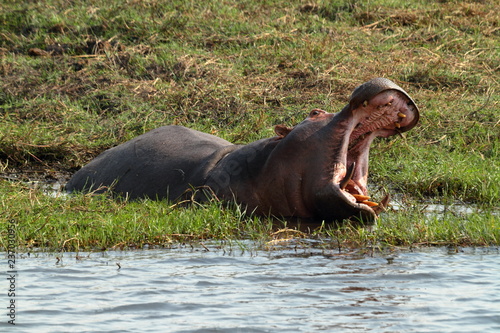 Flusspferde im Chobe Nationalpark in Botswana 