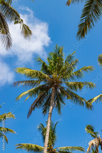 Green palm tree against blue sky and white clouds on a tropical beach