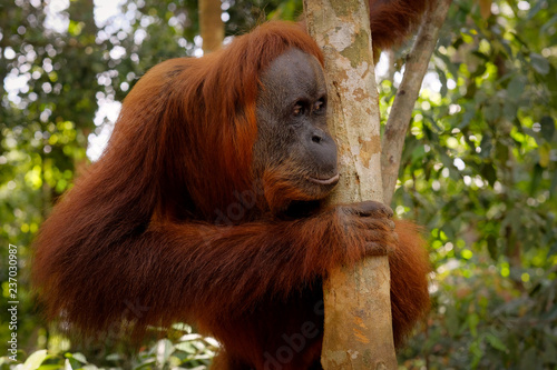 Orangutan Posing
