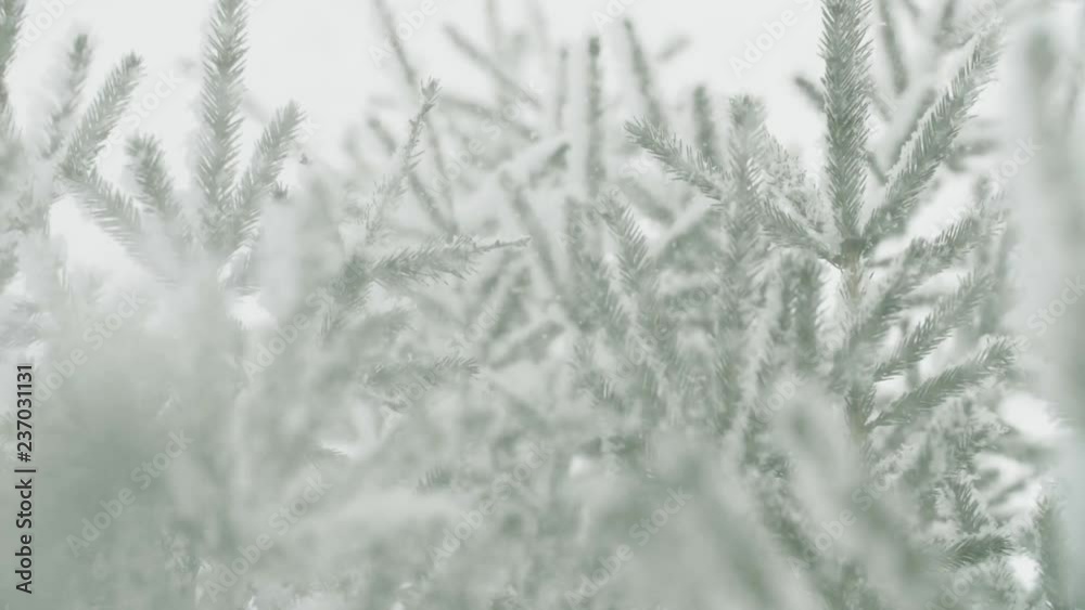 Snowstorm, snow falling at the fir trees branches Snowstorm, snow falling at the fir trees branches