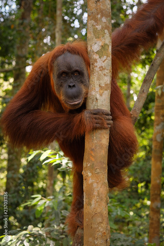 Orangutan holding a tree