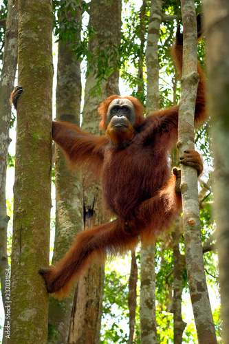 Orangutan doing a split