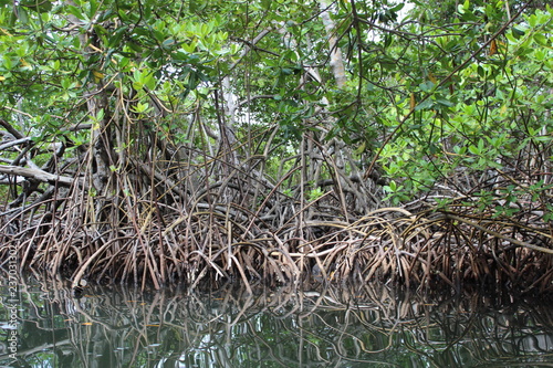 Foret tropicale et climat équatoriale dans une mangrove en Martinique