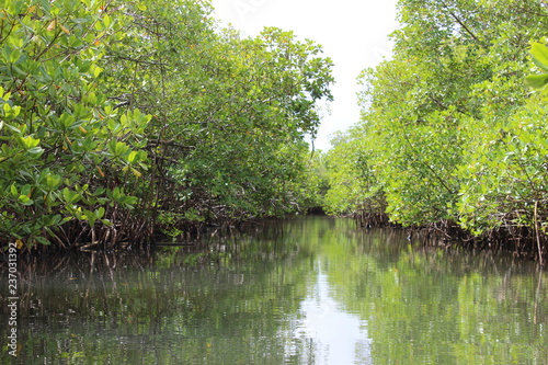 Foret tropicale et climat équatoriale dans une mangrove en Martinique