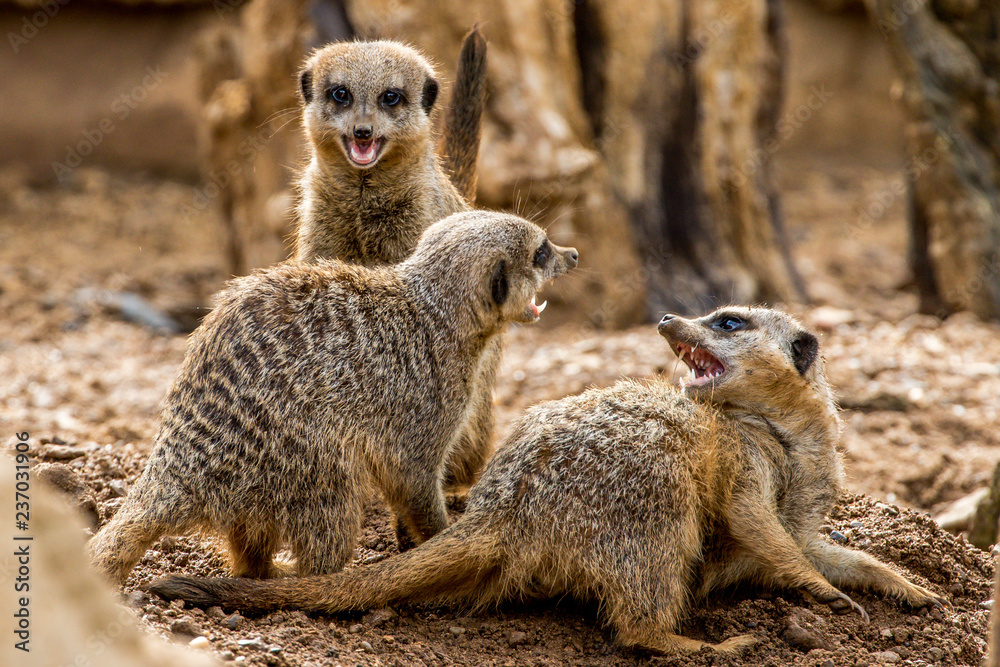 meerkat family at play meerkat family at play