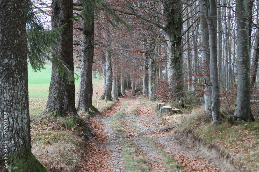 Fototapeta premium Chemin de forêt