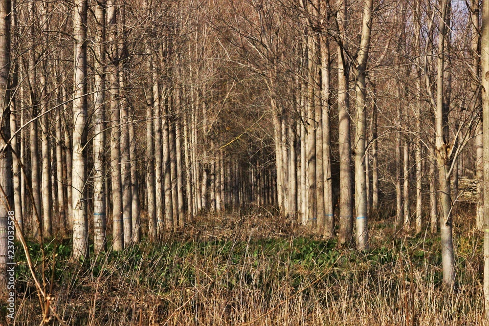 Fototapeta premium Foret d'arbres droit en nature