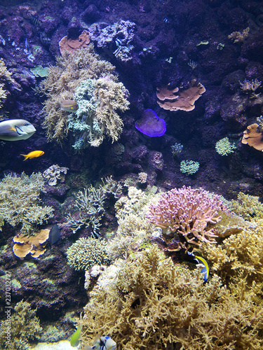 Many fish  anemonsand sea creatures  plants and corals under water near the seabed with sand and stones in blue and purple colors seascapes  views  sea life