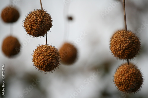 Früchte der Platane