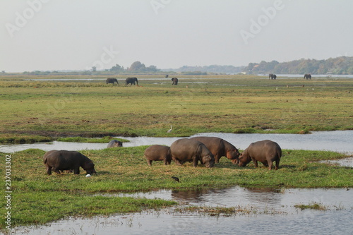 Flusspferde im Chobe Nationalpark in Botswana
