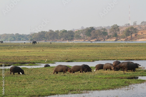 Flusspferde im Chobe Nationalpark in Botswana