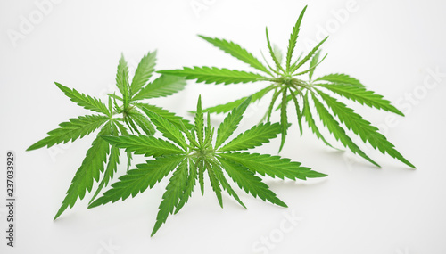 Cannabis leaf  medical marijuana. Cannabis flowers and seeds in green field with back light. Marijuana plant leaves growing high.
