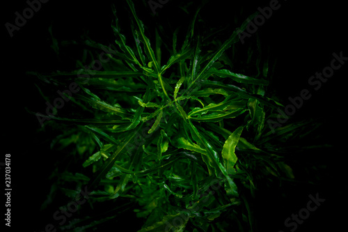 Green leaves background for wallpaper backdrop, Natural background, Green leaf texture, nature dark green background